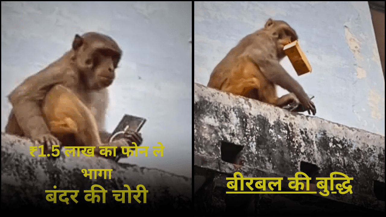 बंदर की चोरी